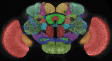 The Virtual Fly Brain project uses description logics of the ℰℒ family to model the brain anatomy of fruit flies.